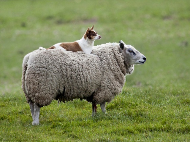 Все об овцах в Кизилюрте | ЗооТом портал о животных