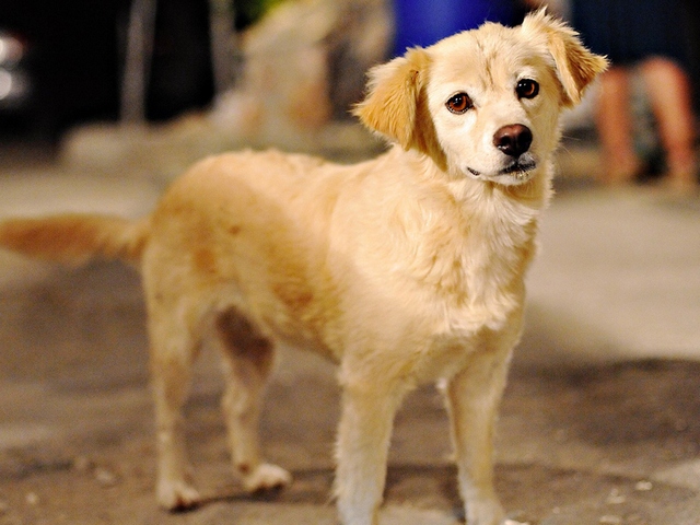 Породы собак в Кизилюрте | ЗооТом портал о животных