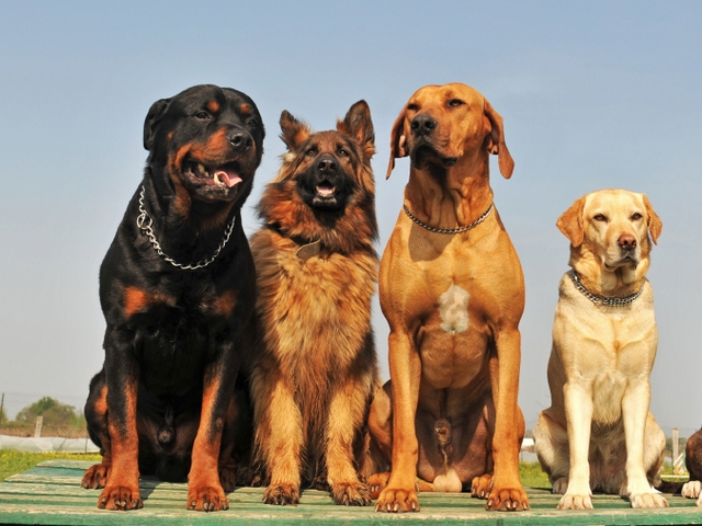 Крупные породы собак в Кизилюрте | ЗооТом портал о животных