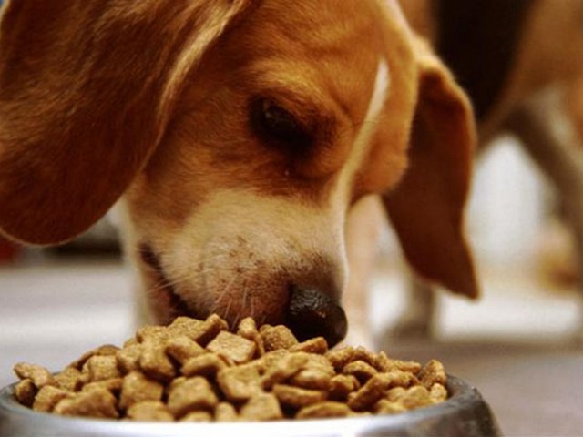 Содержание собаки в Кизилюрте | ЗооТом портал о животных