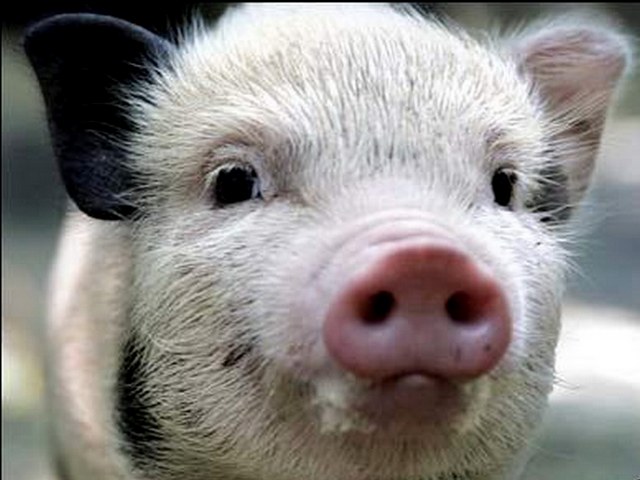 Породы свиней в Кизилюрте | ЗооТом портал о животных