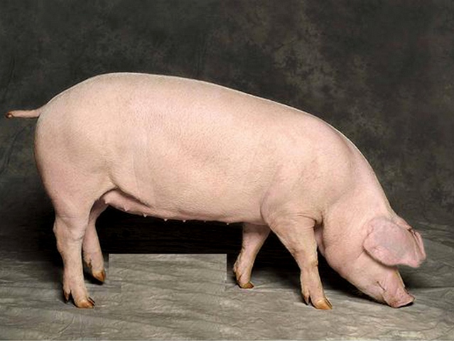 Породы свиней в Кизилюрте | ЗооТом портал о животных