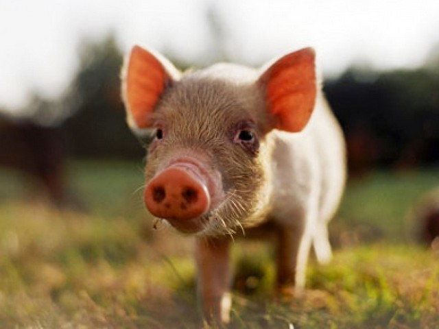 Все о свиньях в Кизилюрте | ЗооТом портал о животных