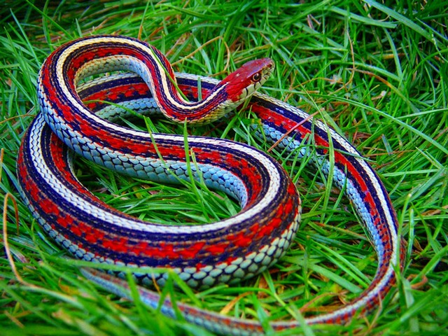 Все о змеях в Кизилюрте | ЗооТом портал о животных